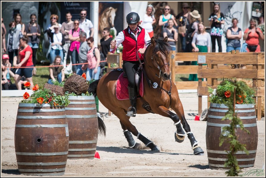 Pferd International 072